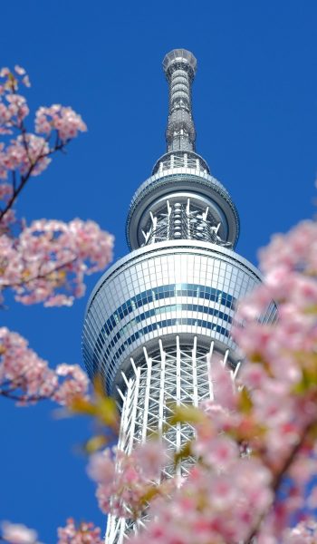 narita-airport-transfer-tokyo-skytree-cherry-blossoms-flower-wallpaper-flower-background-beautiful-flowers-nature-sakura-spring-japan-pink-flowers-8645455